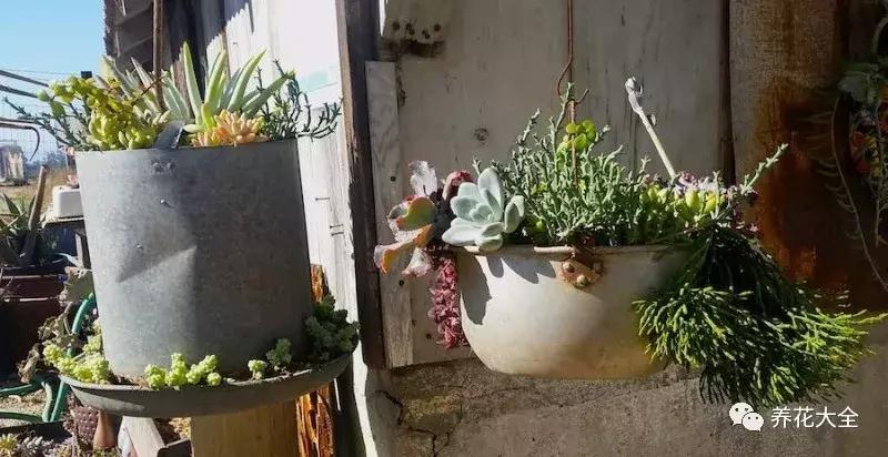 老外私家花园景观,国外多肉花园