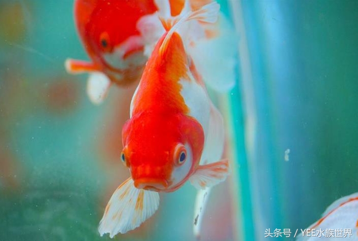 一条金鱼的讲述，如何度过鱼缸里发生的苦难浩劫