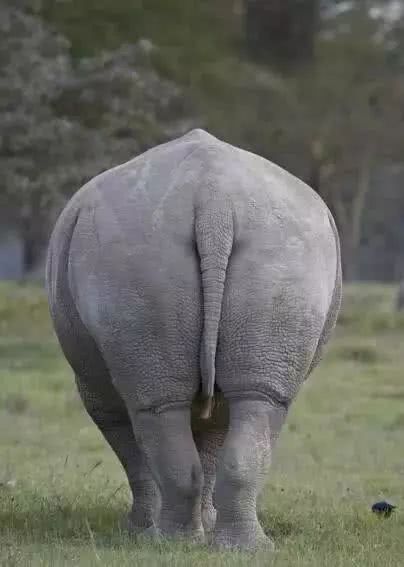 龙为什么有17个儿子,龙一共生了多少儿子分别都是什么