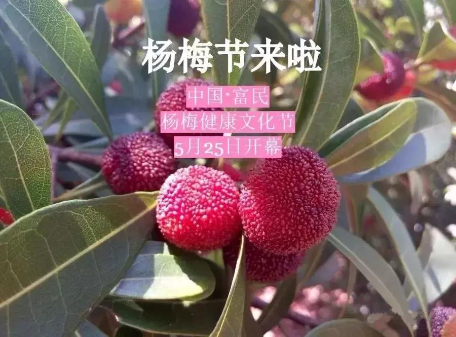 又到一年杨梅季完整视频,又到一年杨梅季