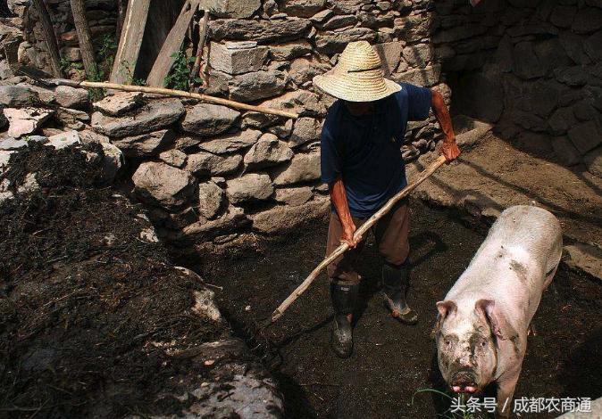 粪肥烧根怎么办？除了控制施用量，这些方法能缓解！