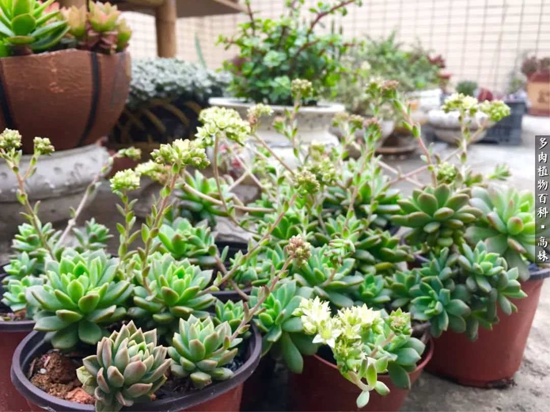 90张多肉图片——纪念入坑两周年！