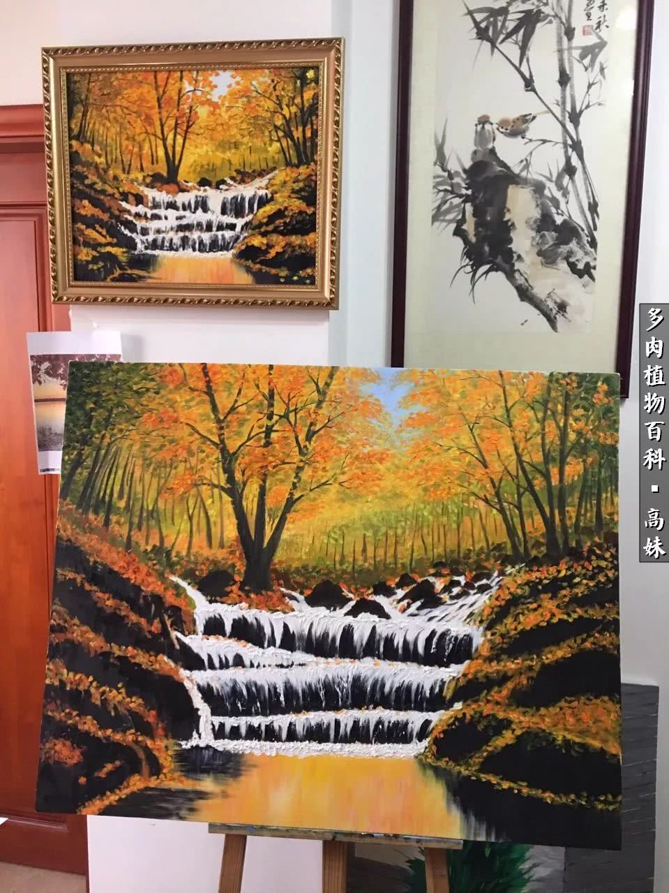 90张多肉图片——纪念入坑两周年！