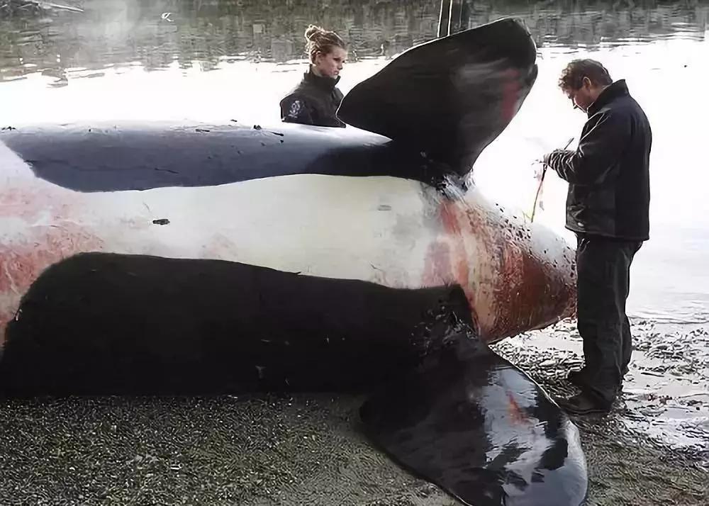 最可怕的代购骗局,揭露各种海外代购真相