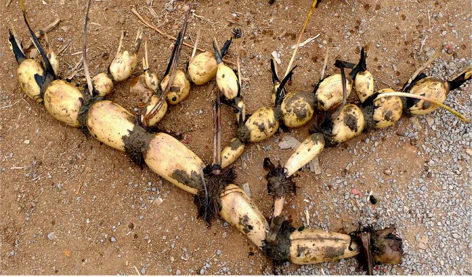 如何用荷花种荷花,盆栽荷花的种植方法和注意事项