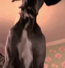 爸妈被忽悠去领养一只小狗，回来后邻居表示：这马真漂亮啊！