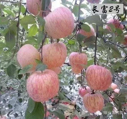 红富士葡萄品种介绍,红富士品种大全图片