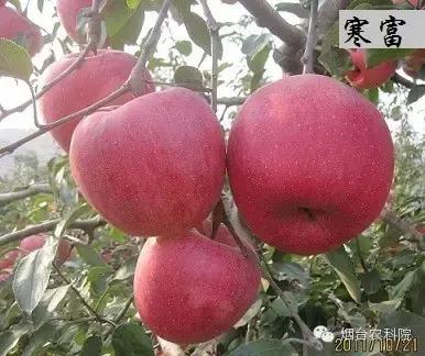 红富士葡萄品种介绍,红富士品种大全图片