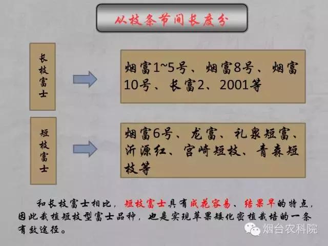 红富士葡萄品种介绍,红富士品种大全图片