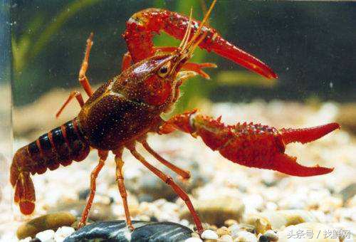 你吃过最好吃的小龙虾是什么口味,我们最爱吃的海鲜