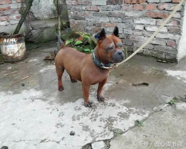 川东邻水猎犬基地,川东猎犬是中华田园犬吗