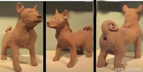 川东邻水猎犬基地,川东猎犬是中华田园犬吗