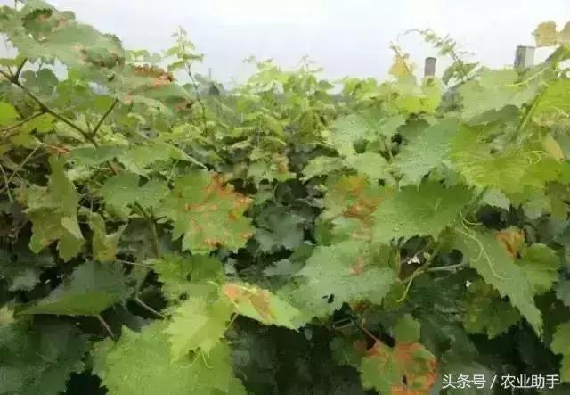 葡萄黄化枯叶怎么回事,葡萄叶尖枯叶是怎么回事