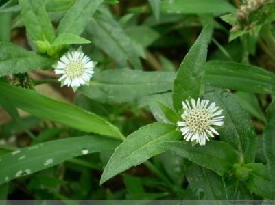 家乡的“铁锨头”和“黑汉腿”两种野菜，应该都是误称