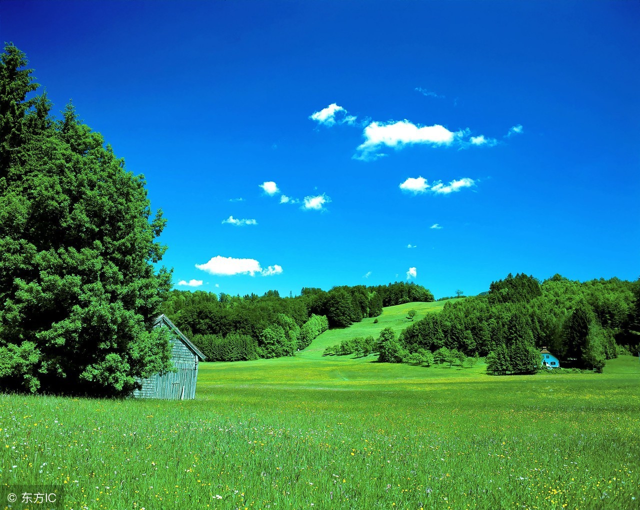 家乡的“铁锨头”和“黑汉腿”两种野菜，应该都是误称