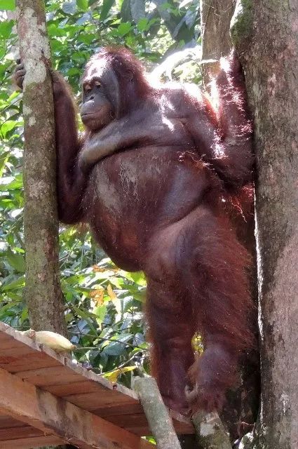 人和灵长类能产生后代吗,灵长类动物杂交会有后代吗