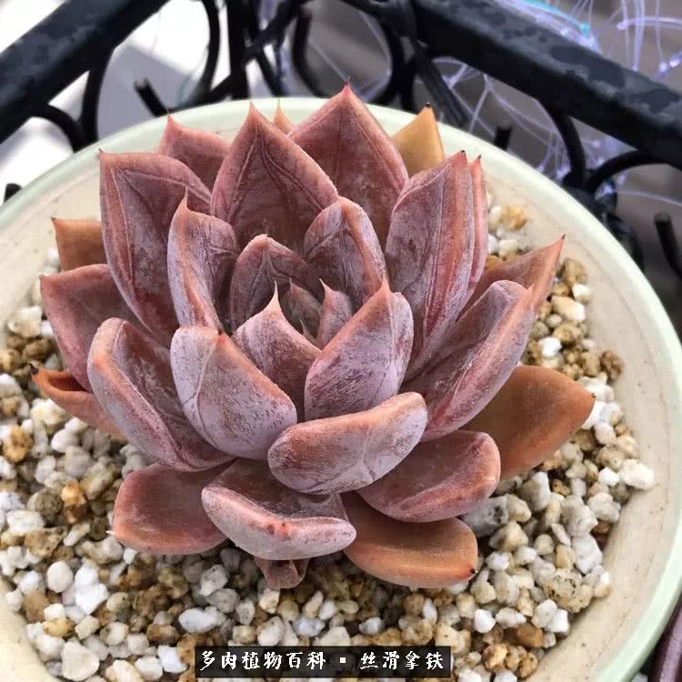 总结一下养多肉的夏天,好养活的多肉冬天和夏天