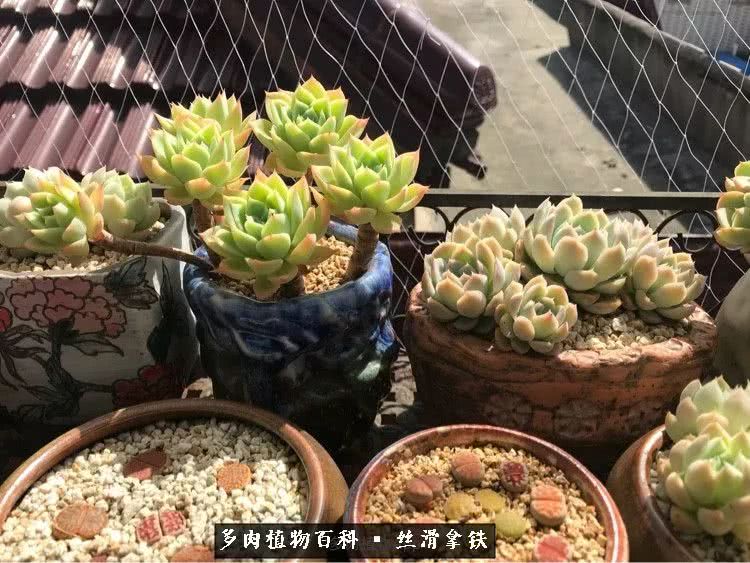 总结一下养多肉的夏天,好养活的多肉冬天和夏天