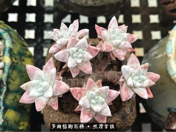 总结一下养多肉的夏天,好养活的多肉冬天和夏天