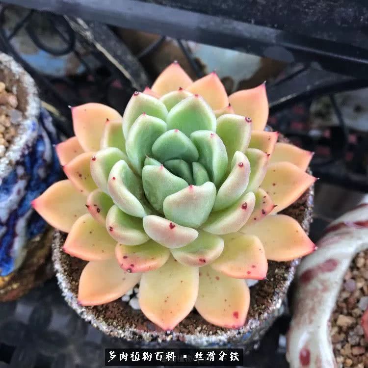 总结一下养多肉的夏天,好养活的多肉冬天和夏天