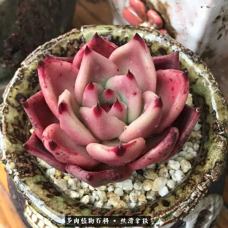 总结一下养多肉的夏天,好养活的多肉冬天和夏天