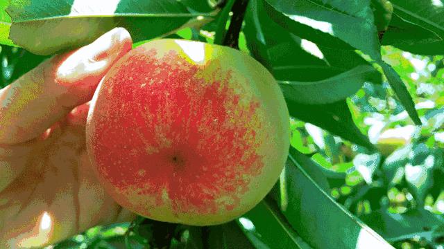 清甜爽脆的台湾甜桃已开采摘啦！30元任摘任吃！速度约起来！