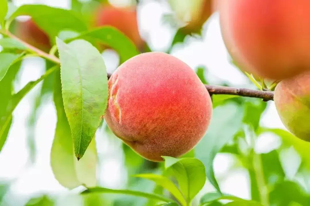 清甜爽脆的台湾甜桃已开采摘啦！30元任摘任吃！速度约起来！