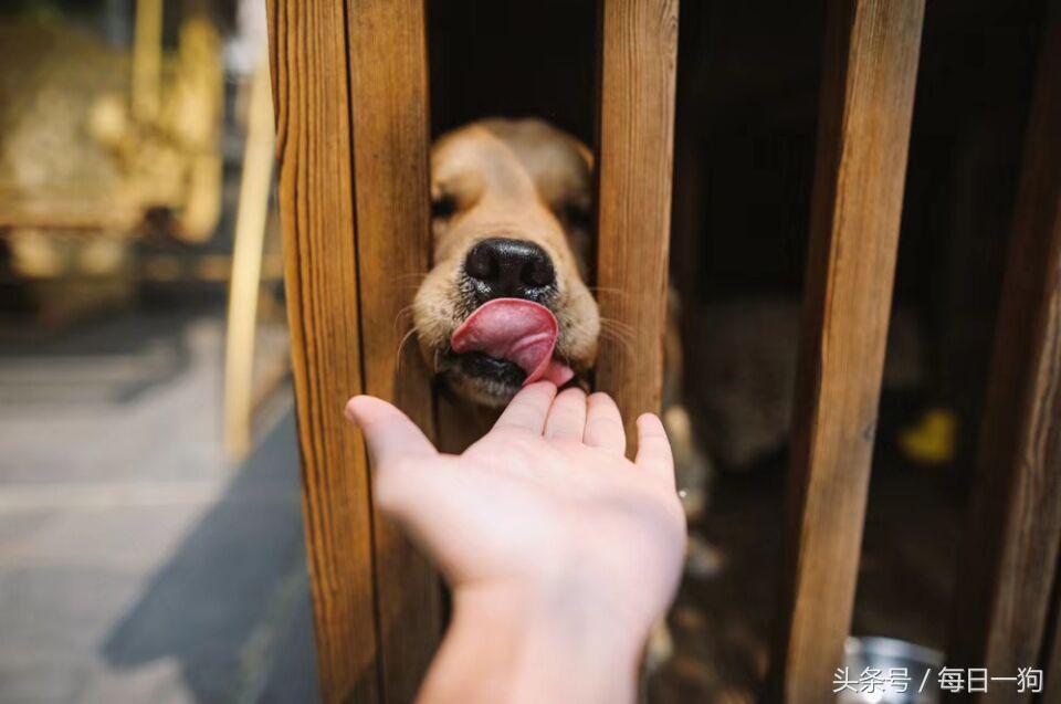 失去了心爱的小动物是种怎样的痛？应该如何走出来？