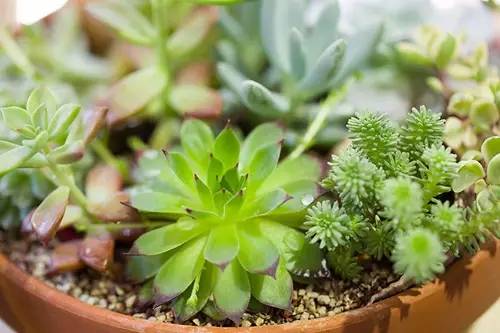 如何清理灰尘让多肉变成小清新……