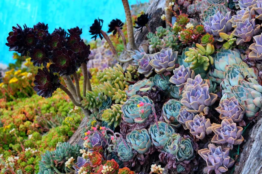 一个人旅行云南丽江,一个人去云南丽江旅行攻略图