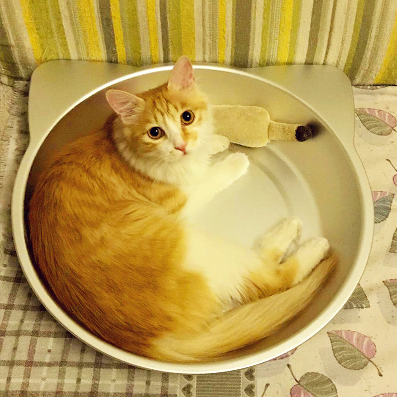 室温30度猫咪会中暑吗,猫咪中暑站不起来多久能好