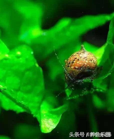 鱼缸丝藻用什么除藻液好用,鱼缸除藻剂用几天就除掉藻类