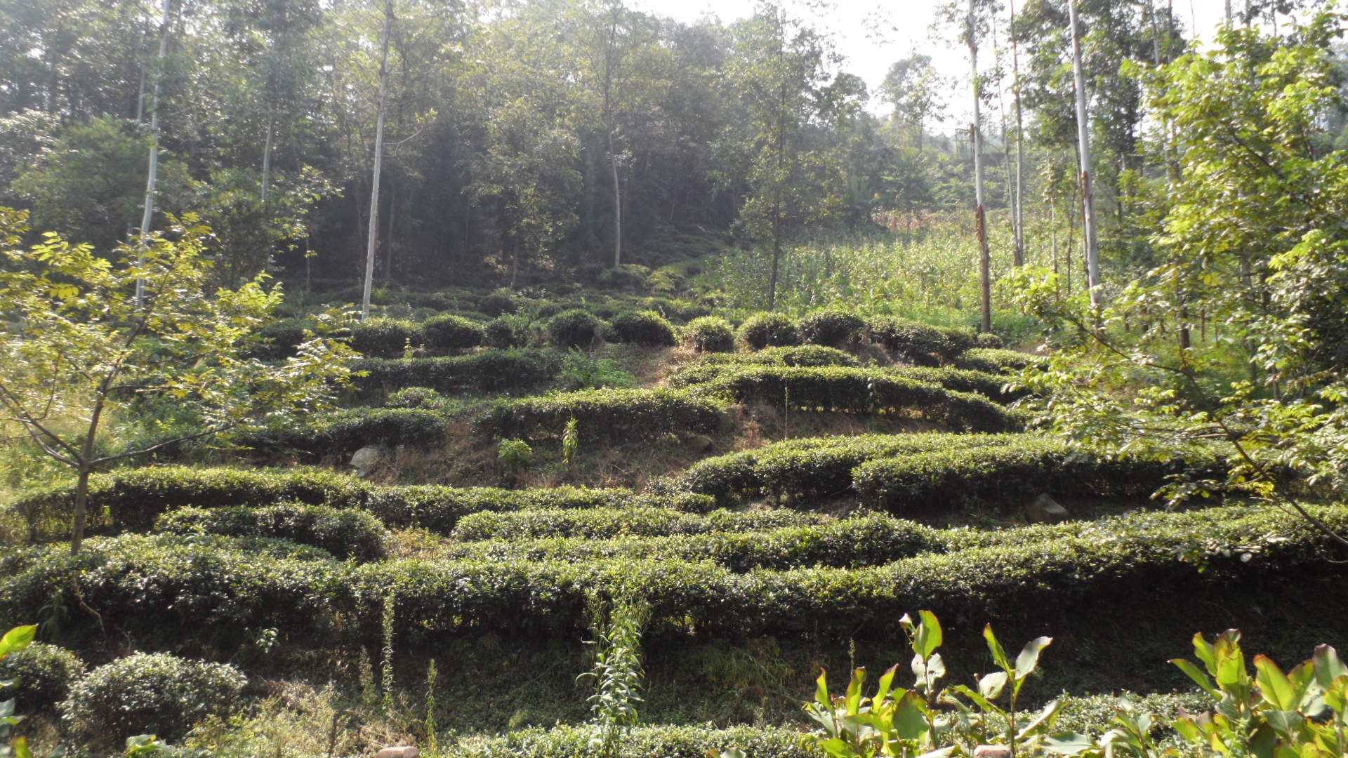 旅行日记徒步西藏,旅行十年笔记