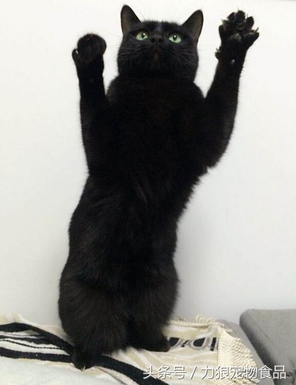 颜值爆表的8种中华田园猫,中华田园猫真的不比外国土猫好吗