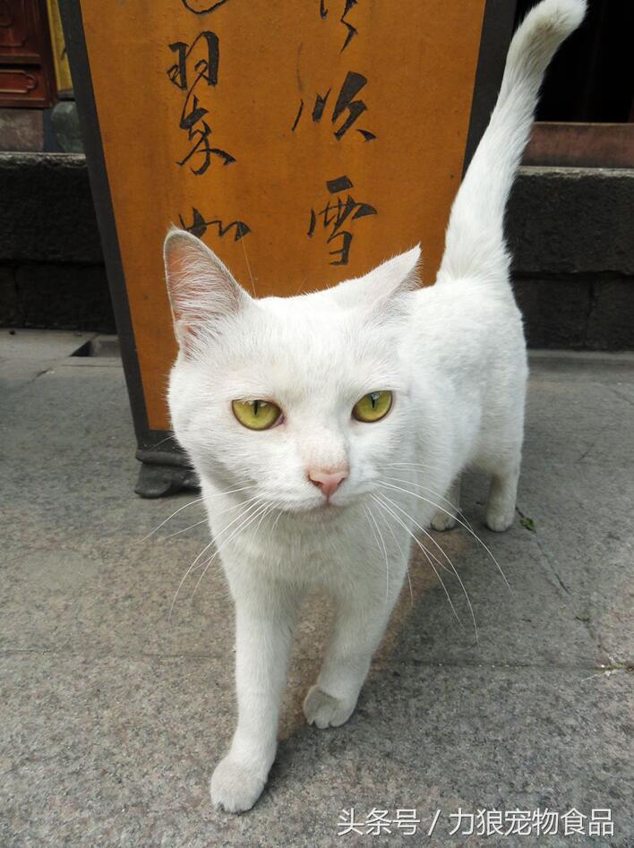 颜值爆表的8种中华田园猫,中华田园猫真的不比外国土猫好吗