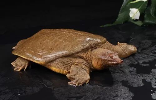 泥土里爬出来的“甲鱼王”—记湖南常德市鼎城区河洲龟鳖专业合作社理事长王国顺