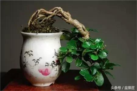 盆景快死了如何救活,买的盆景养不长的套路