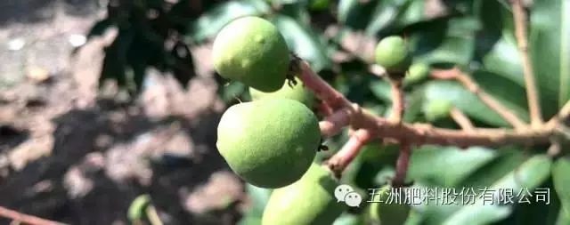 速建：保花保果，膨大防裂，抗逆提质，世界领先的生物激活剂！