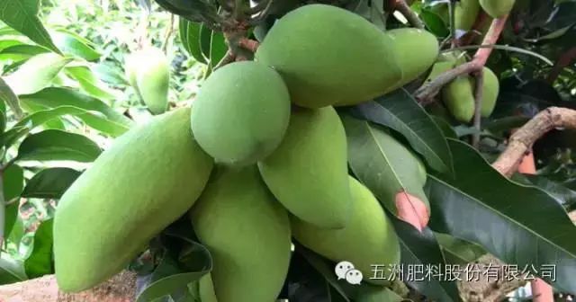 速建：保花保果，膨大防裂，抗逆提质，世界领先的生物激活剂！