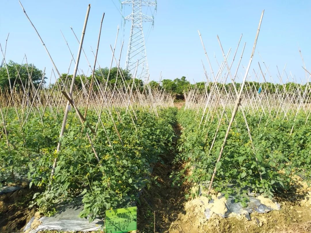 淇濊姳淇濇灉鑶ㄥぇ闃茶,閫熷缓鍔犲浐鏉愭枡