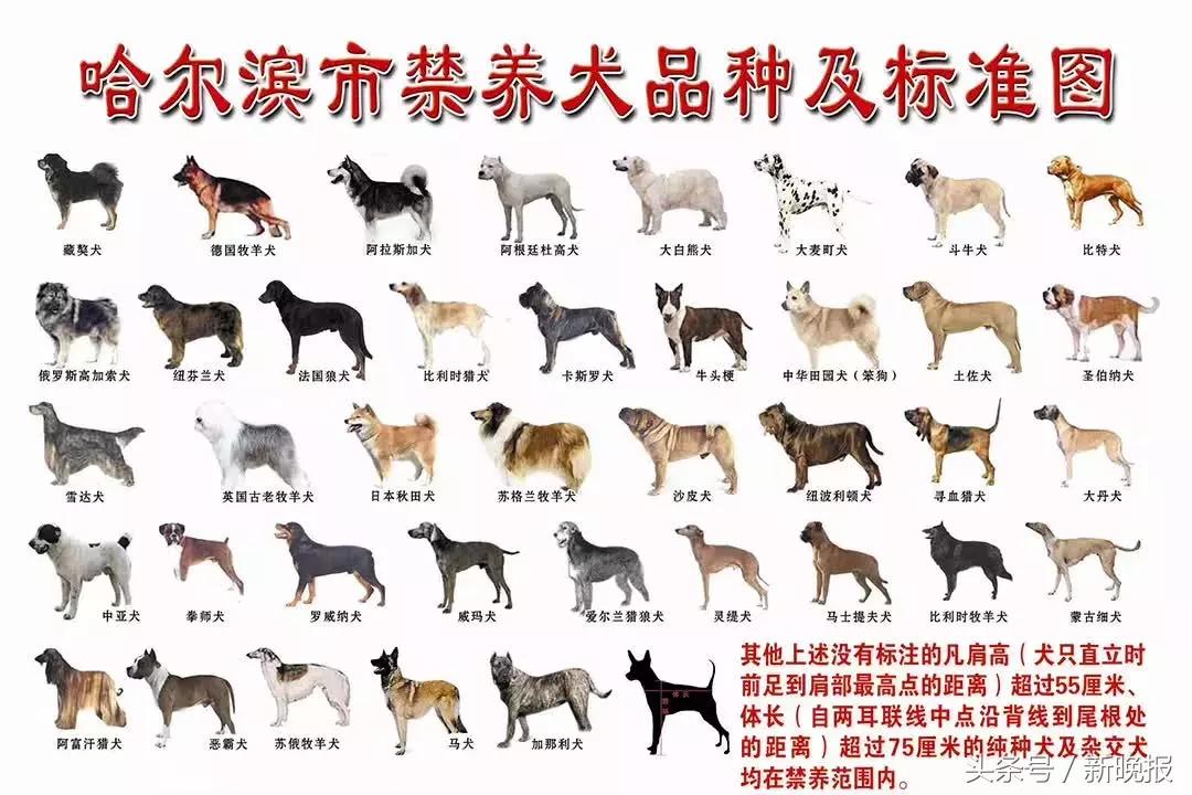 养犬必须办理狗证吗,所有地方养狗都必须办狗证吗