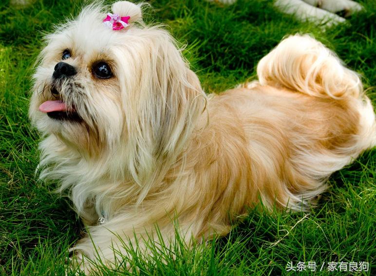 藏族的藏犬,藏族的名犬