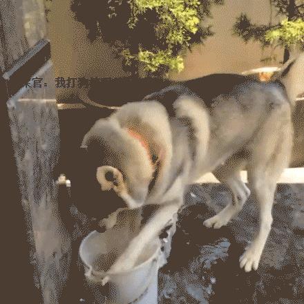 狗粮给猫吃会怎样,猫狗消化不良症状及治疗