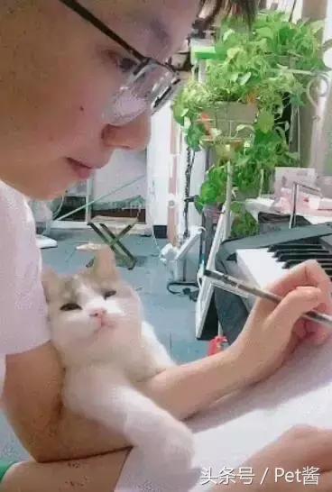 主人专心在创作音乐,不料身旁小猫咪泛起花痴:认真的男人真帅!