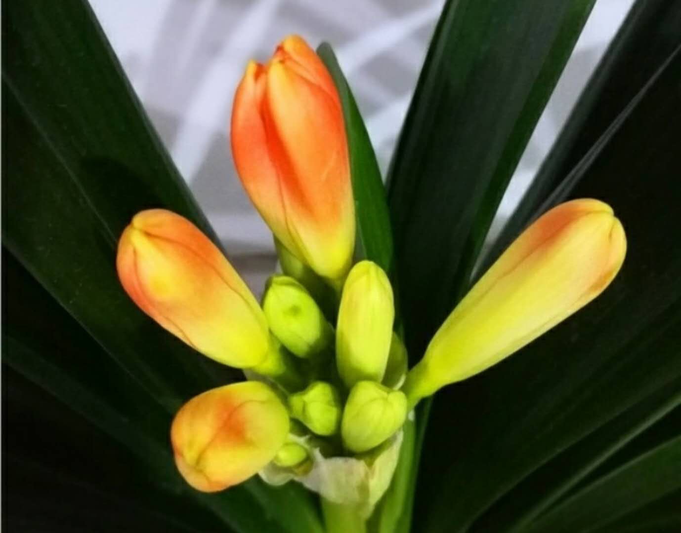 啤酒养花要兑水吗,啤酒养花好不好