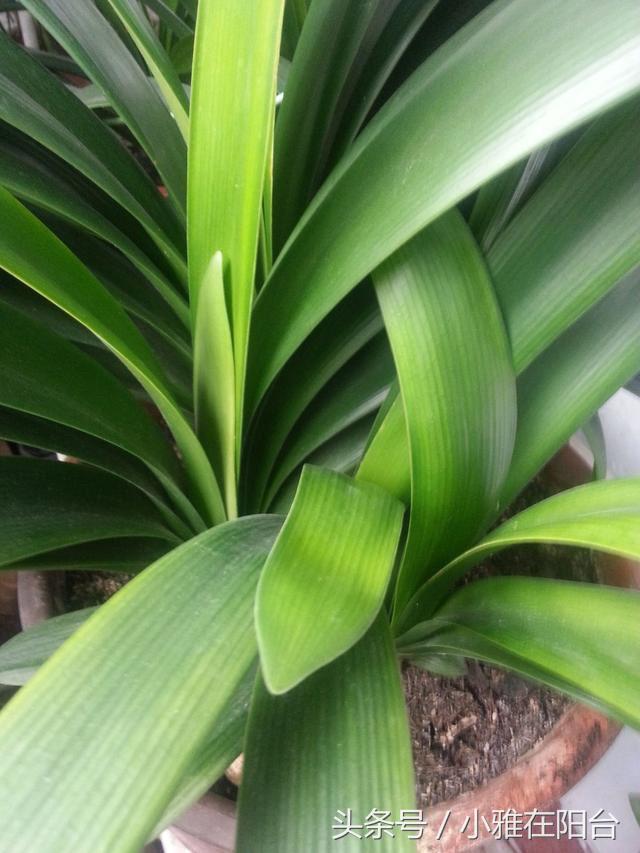 君子兰如何养殖才能长得更旺盛,老花农几招教你怎样养好君子兰
