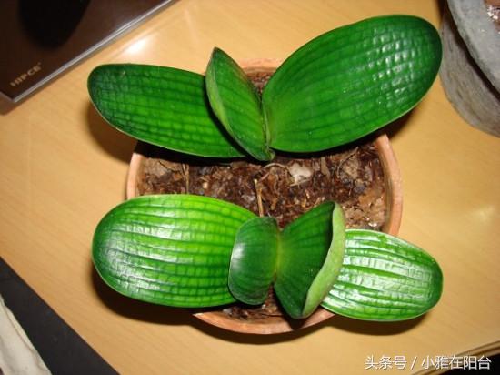 君子兰如何养殖才能长得更旺盛,老花农几招教你怎样养好君子兰