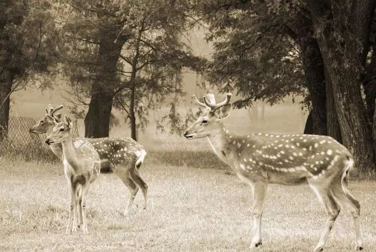 代购究竟有多暴利,代购骗局揭秘朋友圈