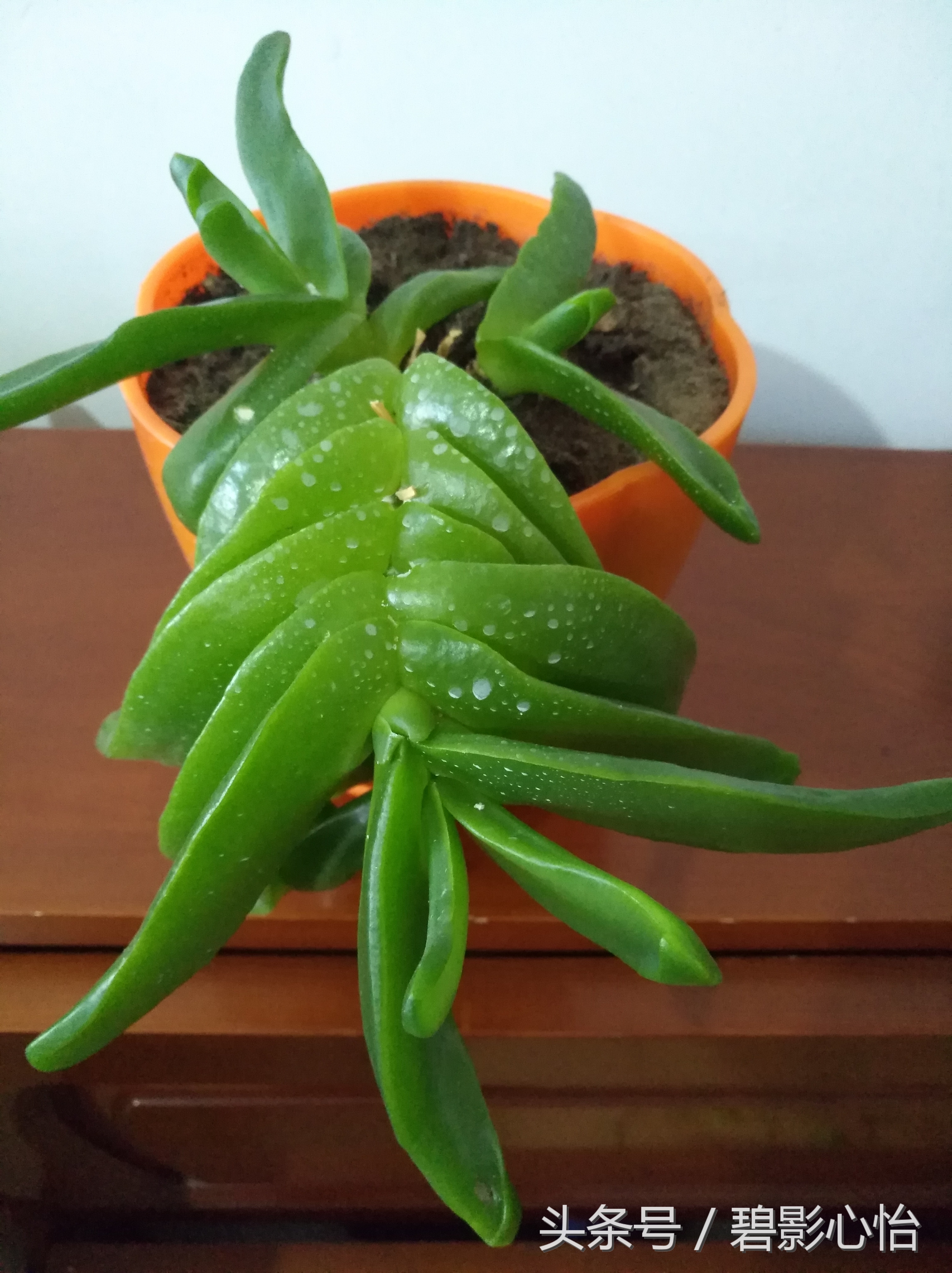 花痴絮花语，赏花好心情