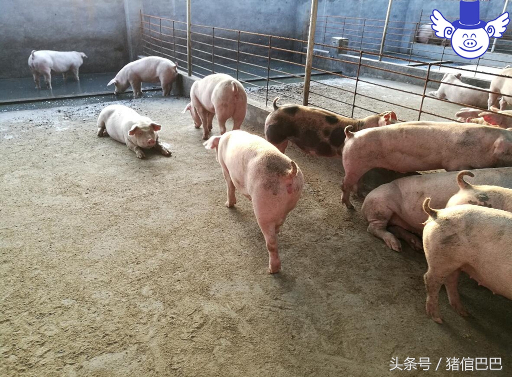 猪也是需要补充微量元素的，但是方法一定要选对